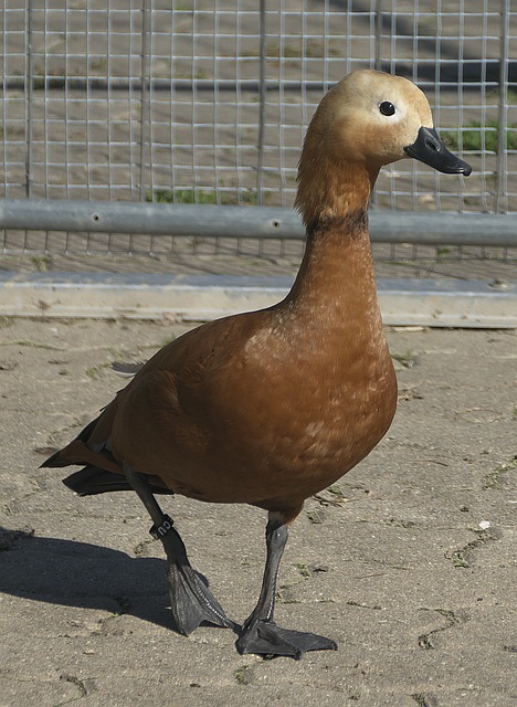 吸引更多企